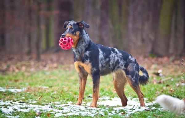 фото: Босерон Арлекин 