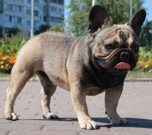 фото: Французский бульдог Палевый соболиный, маска 