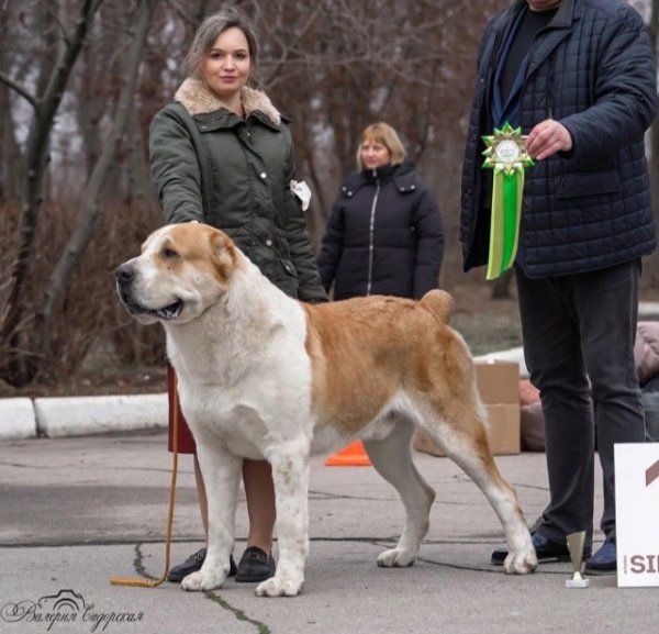 фото: Среднеазиатская овчарка Рыжий с  белым 