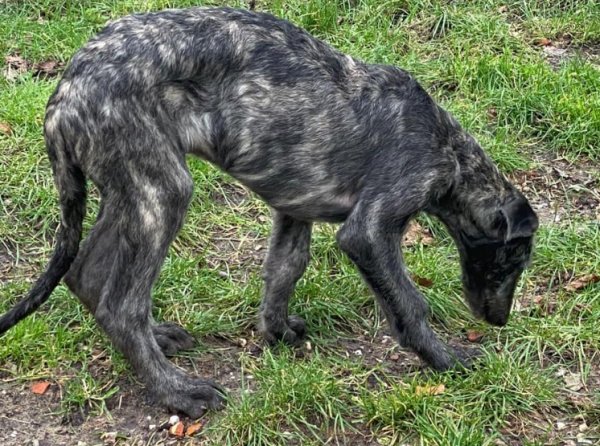 фото: Дирхаунд Тигровый серый 