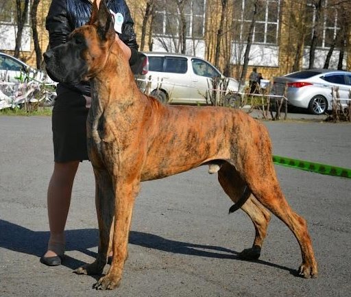 фото: Немецкий дог  