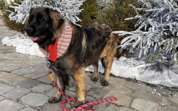 фото: Леонбергер Черный соболь, рыжий подпал, маска (зонарный)  
