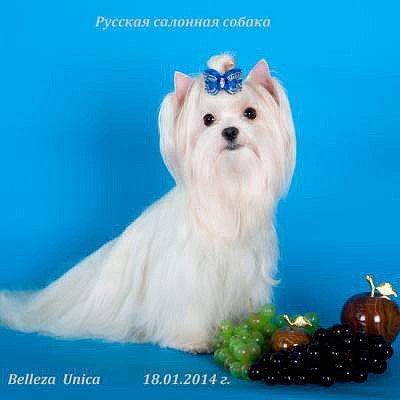 фото: Русская салонная собака Белый 