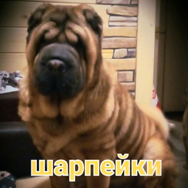 Питомник Золотой Дракон