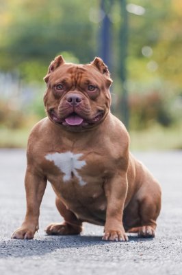 SMILE HOUSE BULLY HERMIONE