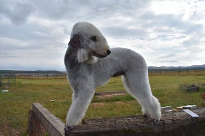 Mon Amodo Aurora Borealis