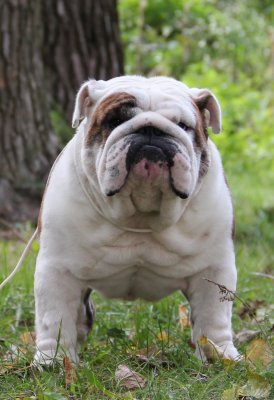 Cornwall My Gal-Bull