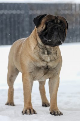 Джокер