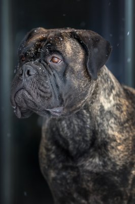 Клео