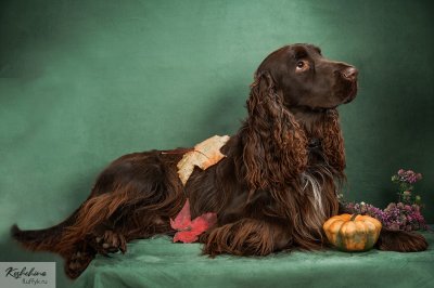 Oliver Twist De Haes De La Conchee