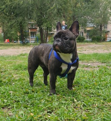 Tais Afinskaya Tigritsa Imperatritsa