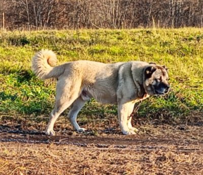 Алмаз Души Моей Мускат