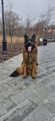 Ацель Хоф Махно