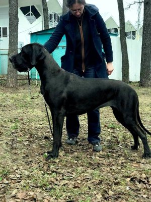Черная Смородина из Озерной Сторожки