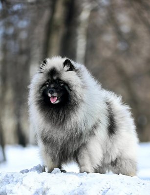 Олимпик Спирит Максимус