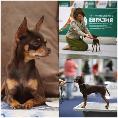 Трюфель