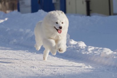 Анаким