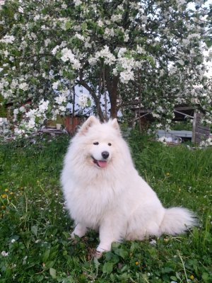 LORD NORD LAVANDA