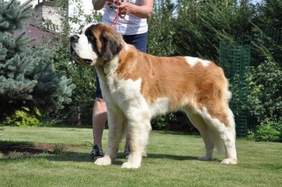 BELOVED KING ANNABEL