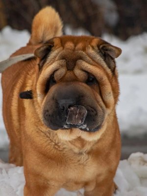 Шарик