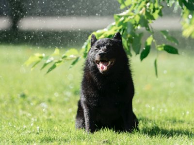 Zelenaya Dolina Novah Paddington