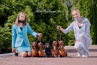 Минидогланд