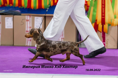 Империя Мокко Хэд Хантер