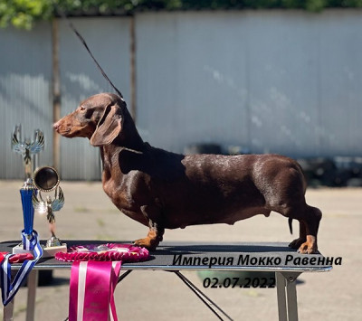 Империя Мокко Равенна