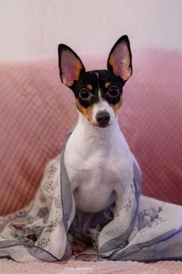MOLLI VIVA LEN