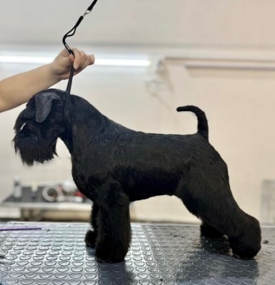 Кураж Светланы Эрния Крайзили Кьют