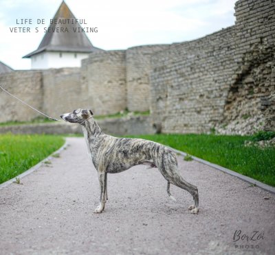 Life de Beautiful Veter s Severa Viking
