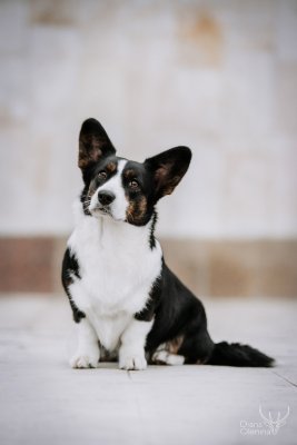 Эля (Dom Corgi Galadriel)