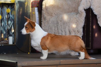 Майка (Dom Corgi Miss Movin'On)