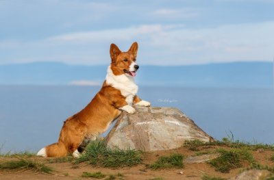 Митя (Dom Corgi Navigator)