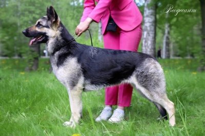 Златослава Из Невского Десанта