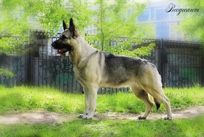 Гермиона Из Невского Десанта