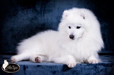 Альба Тигрис Йона Алая Заря