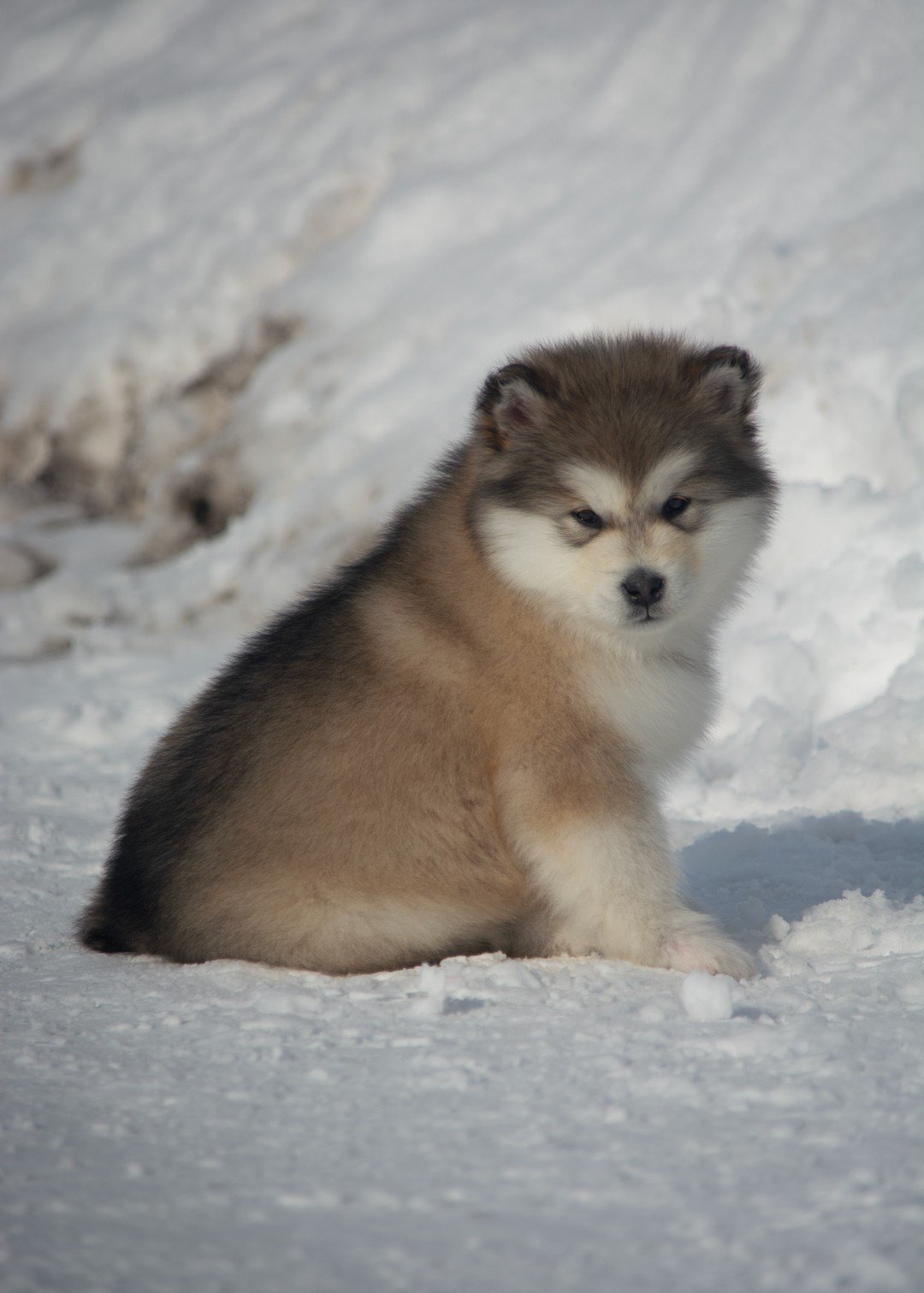 Питомник Amirsher