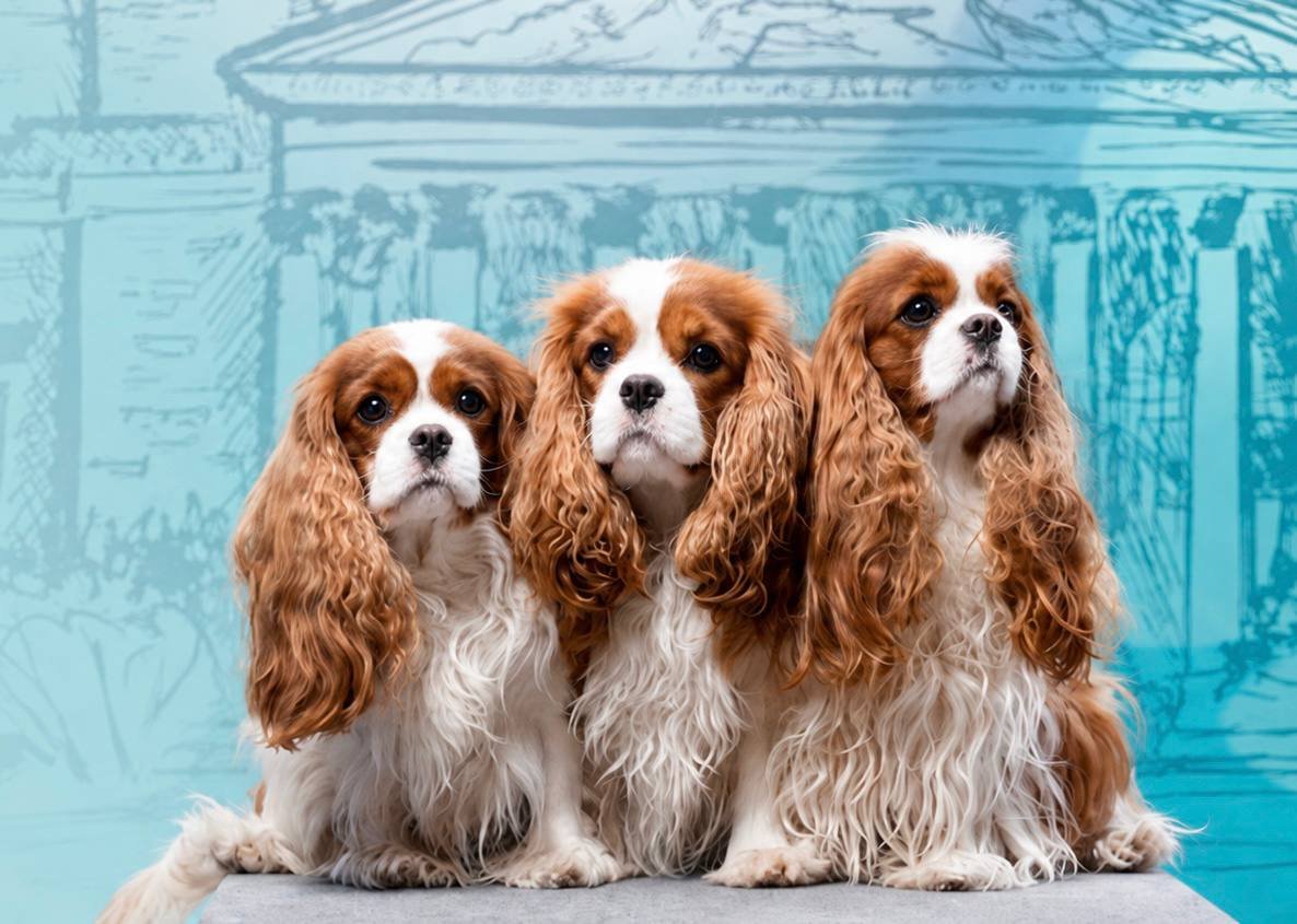 Питомник Angels Treasure
