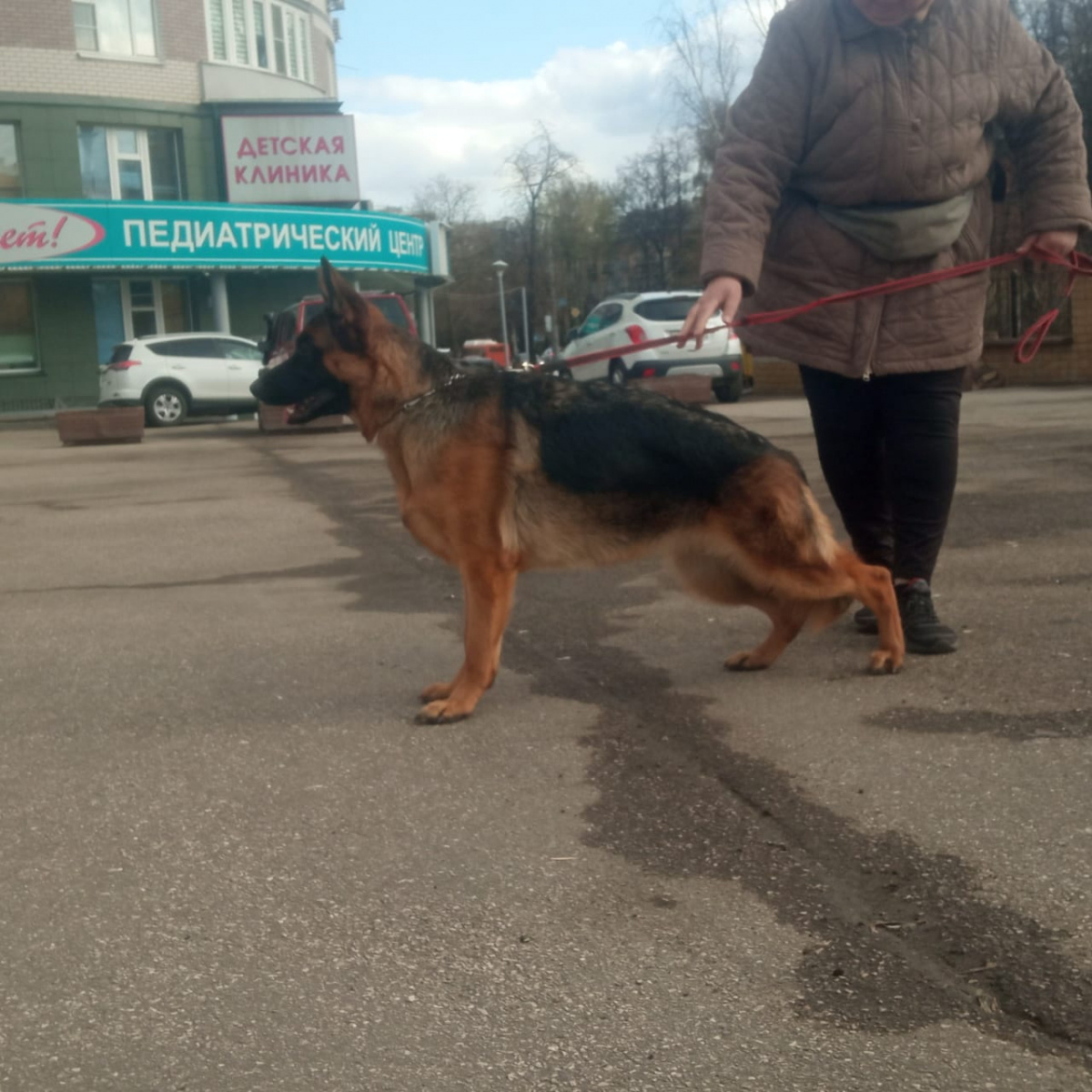 фото Немецкой овчарки