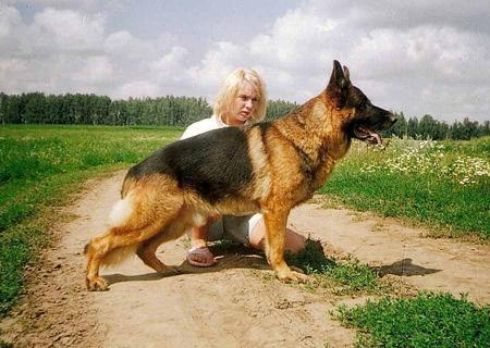 фото Немецкой овчарки