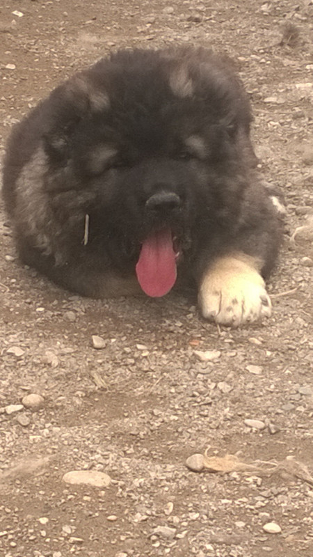Питомник Egida Kavkaza