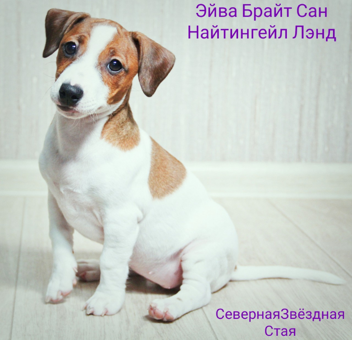 фото Джек Рассел терьера