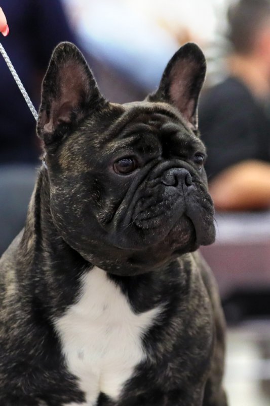 Питомник Ellada Dog