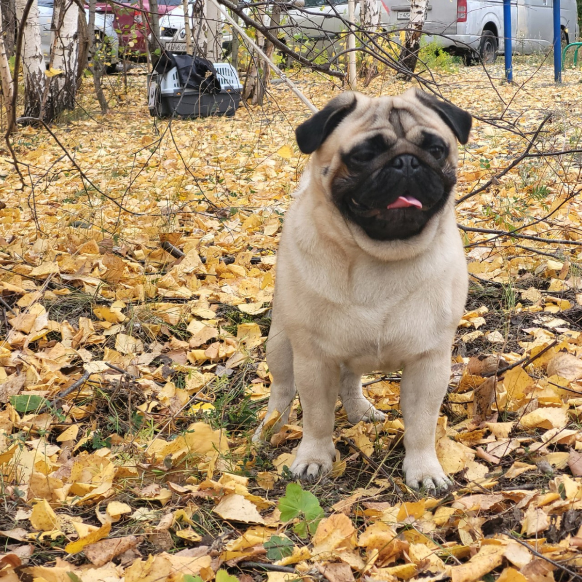 фото Мопса