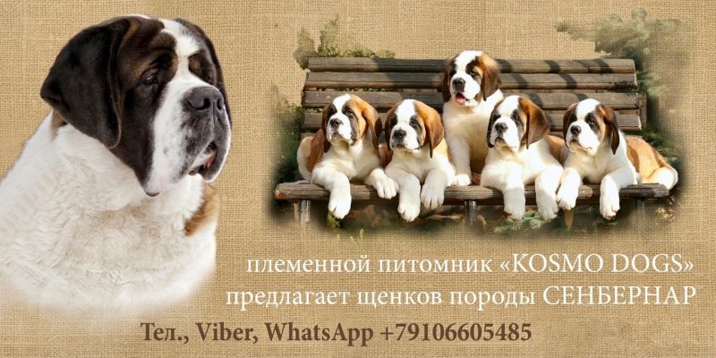 Питомник Космо Догс