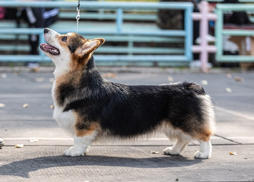 фото Вельш корги пемброка