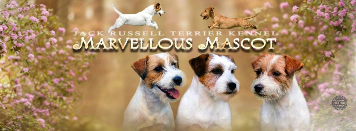Питомник Marvellous Mascot