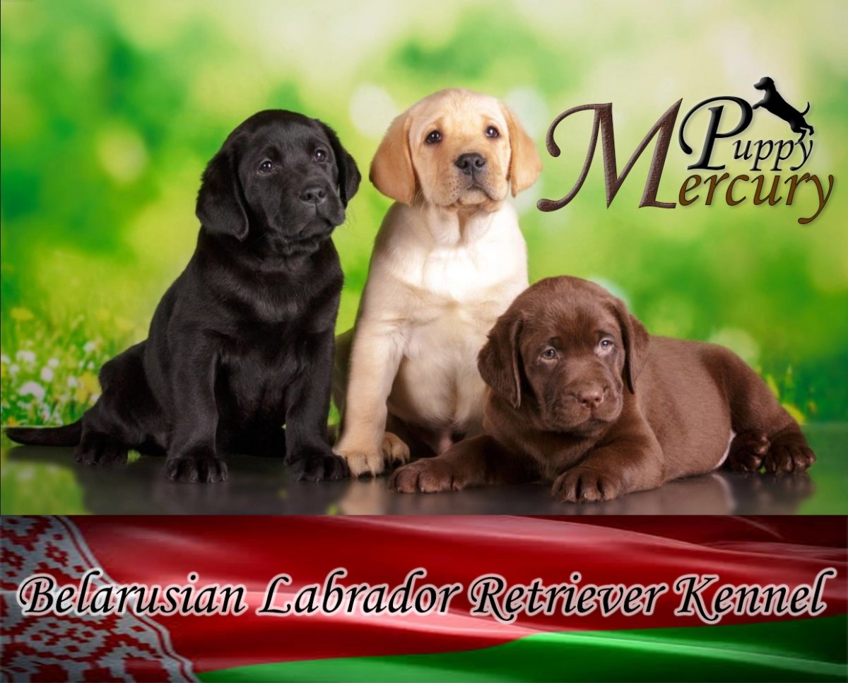 Питомник Mercury Puppy
