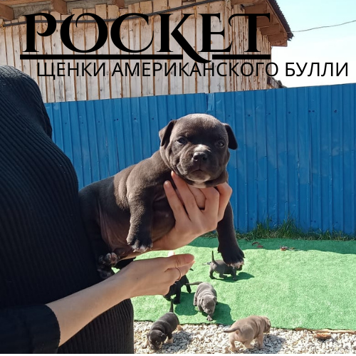 Питомник Pocket